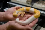 Baby Banana Pied Ball Python In Hand