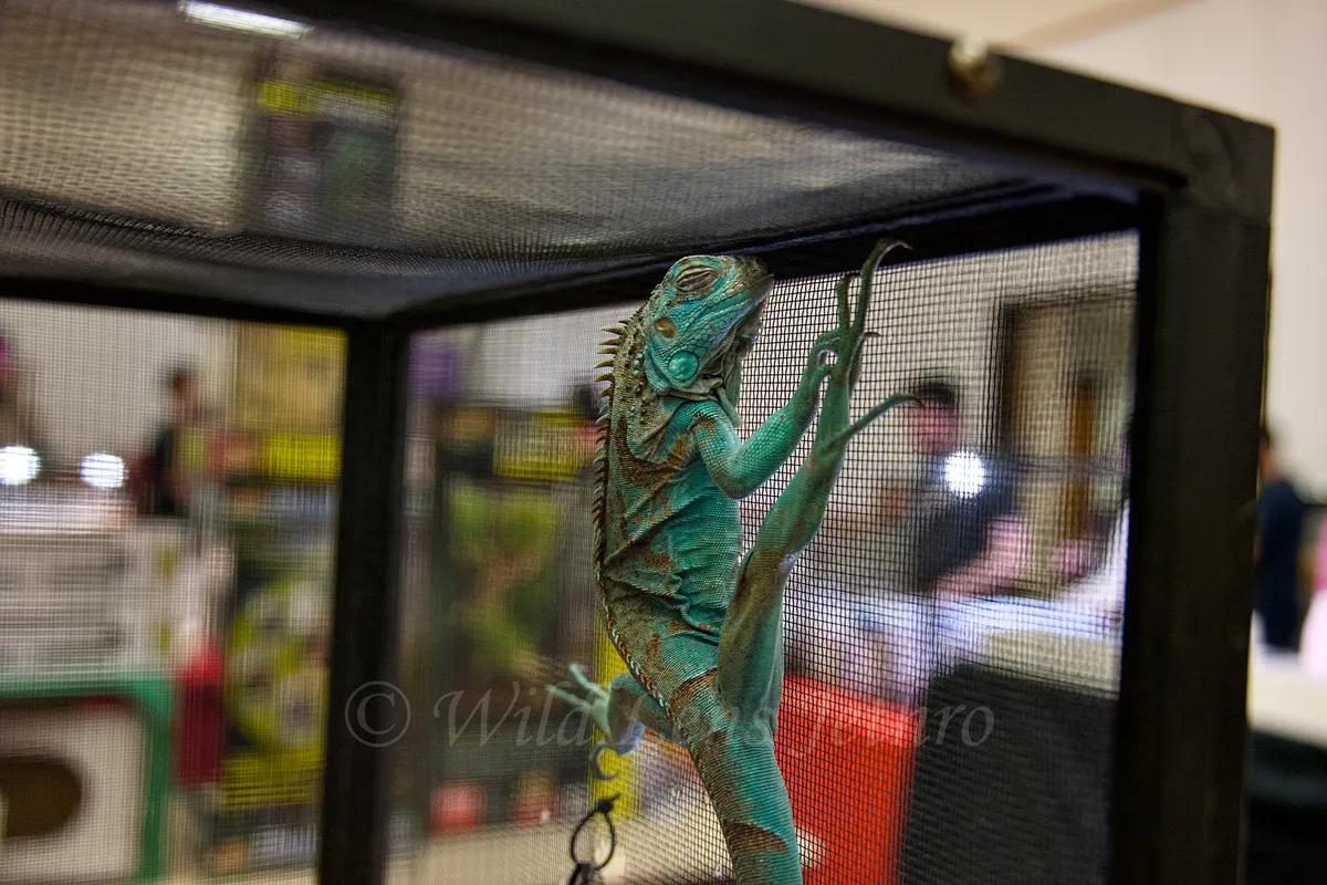 Baby Blue Iguana