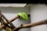 Baby Green Tree Python