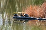 Three Red Eared Sliders At Third Fishing Pond