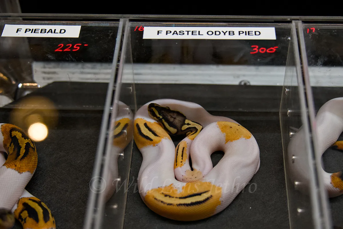 Orange Dream Pied Ball Python