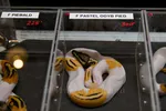 Orange Dream Pied Ball Python