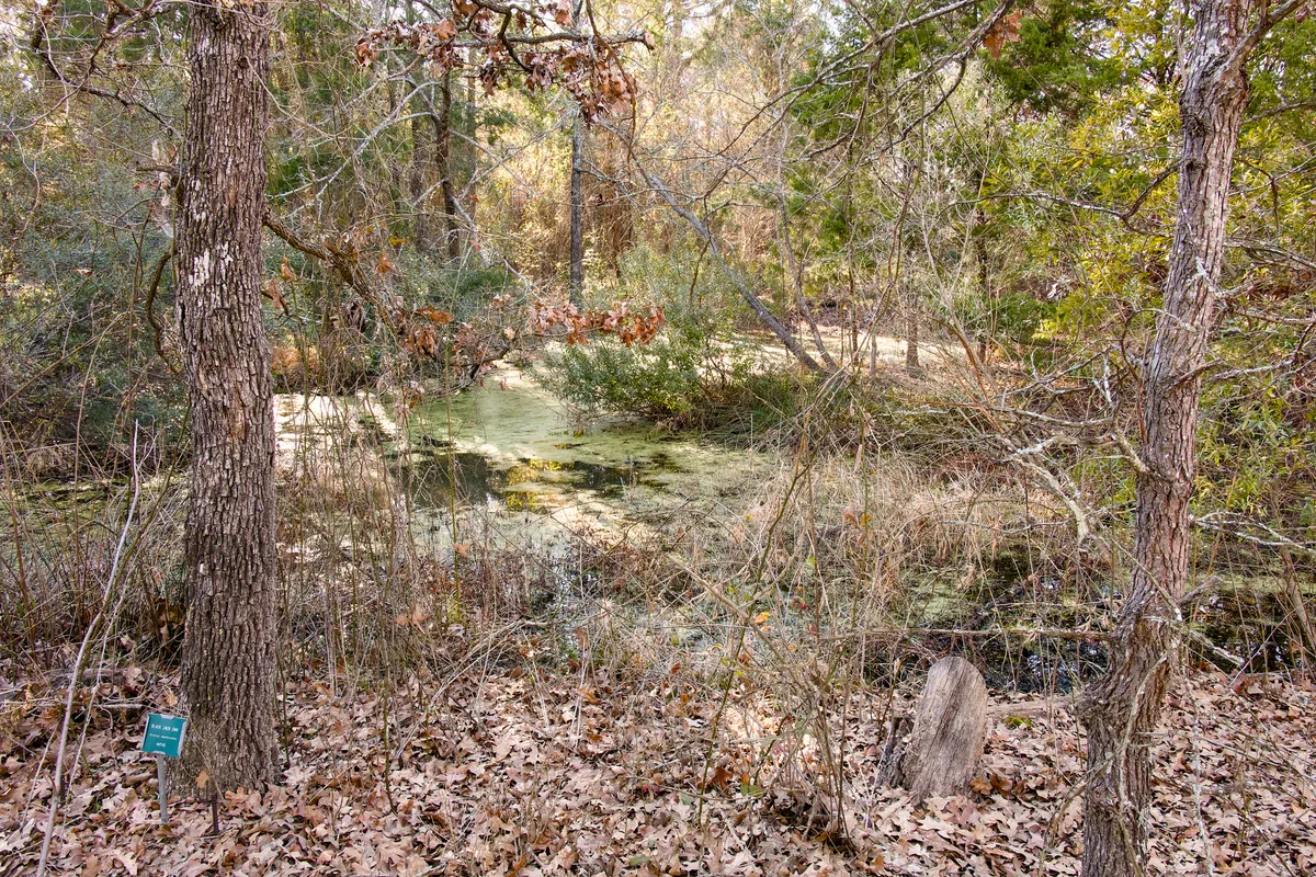Thick Brush And Trees Over Algae Pond