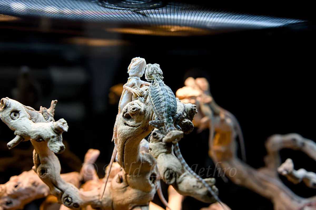 Two Baby Bearded Dragons Basking At Top