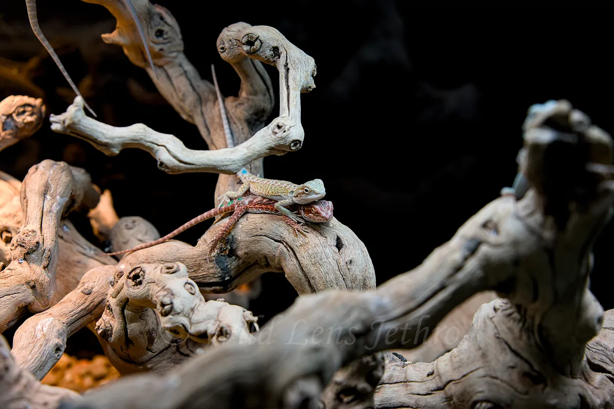 Two Baby Bearded Dragons Laying On Top