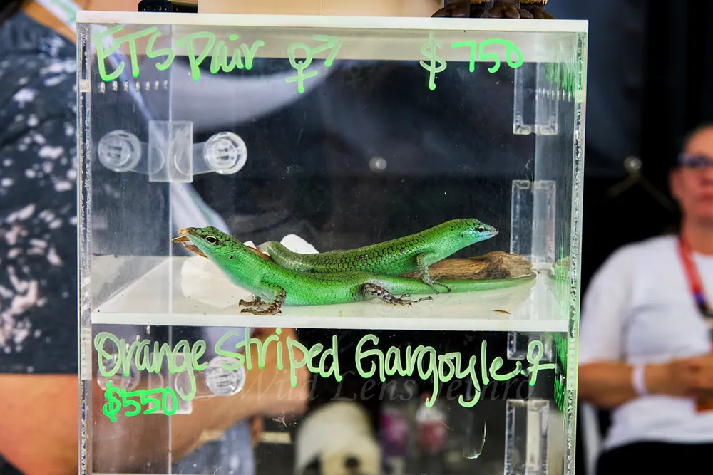 Two Emerald Tree Skinks