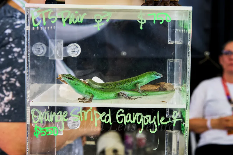 Two Emerald Tree Skinks