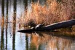 Two Red Eared Sliders At Third Fishing Pond