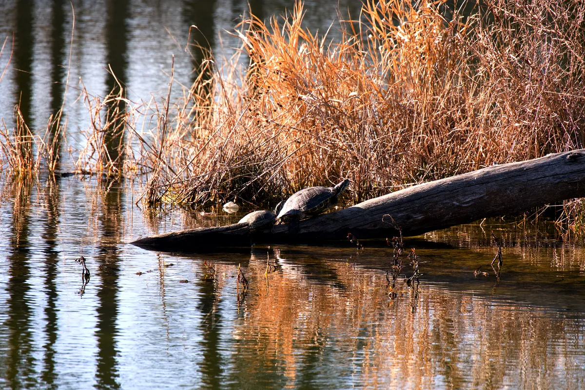 Two Red Eared Sliders At Third Fishing Pond