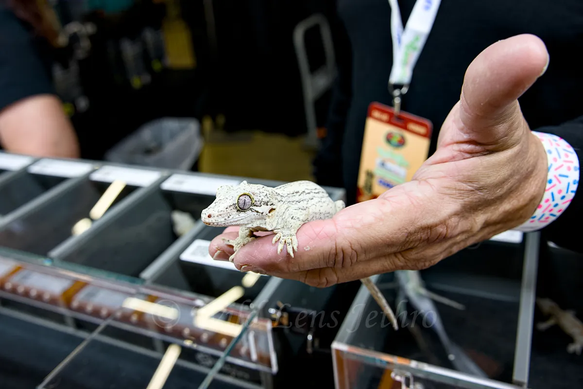 White Gargoyle Gecko