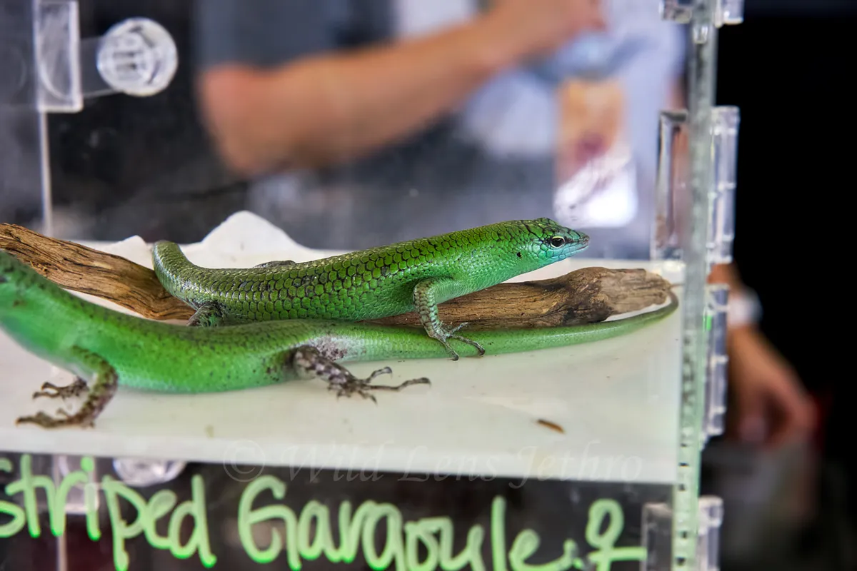 Emerald Tree Skink