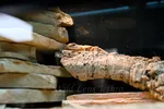 Hiding Red Uromastyx