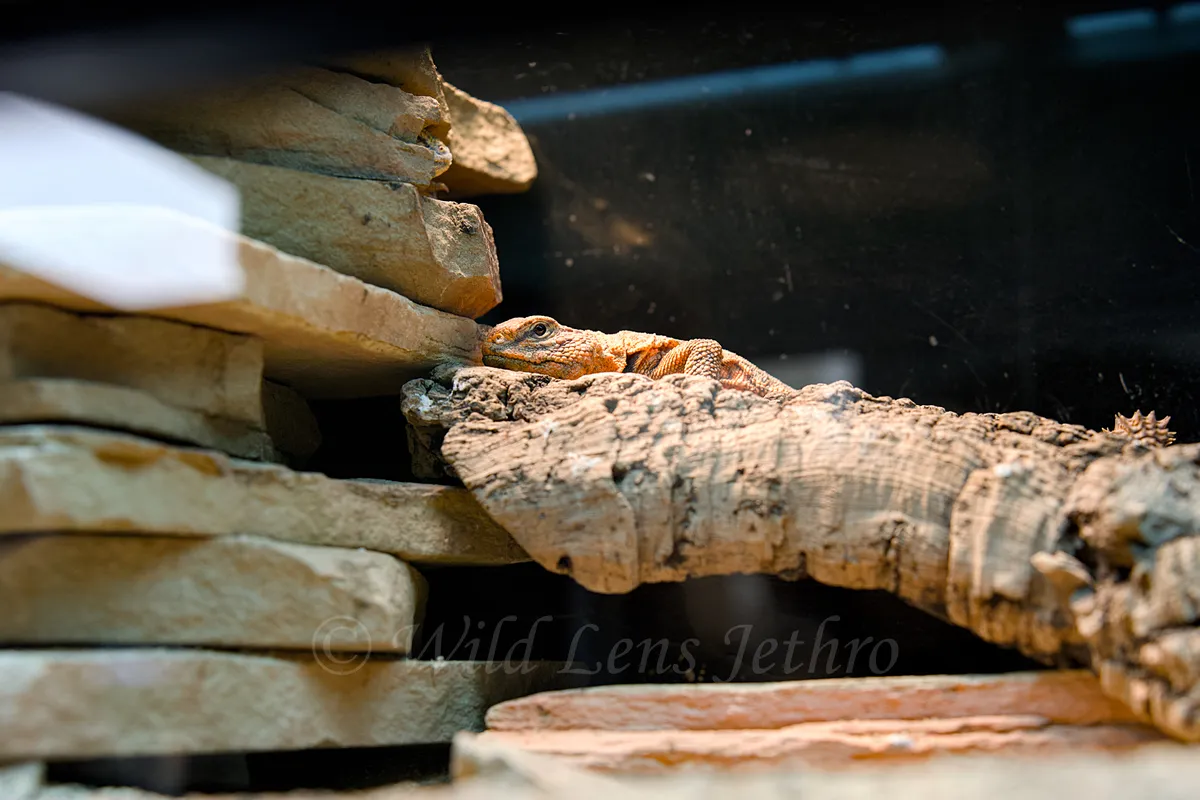 Hiding Red Uromastyx