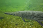 Large Alligator Gar Swimming Left
