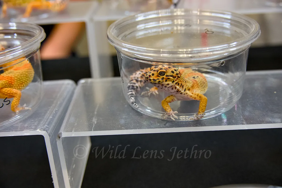 Leopard Gecko