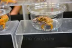 Leopard Gecko