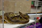 Ball Python In Glass