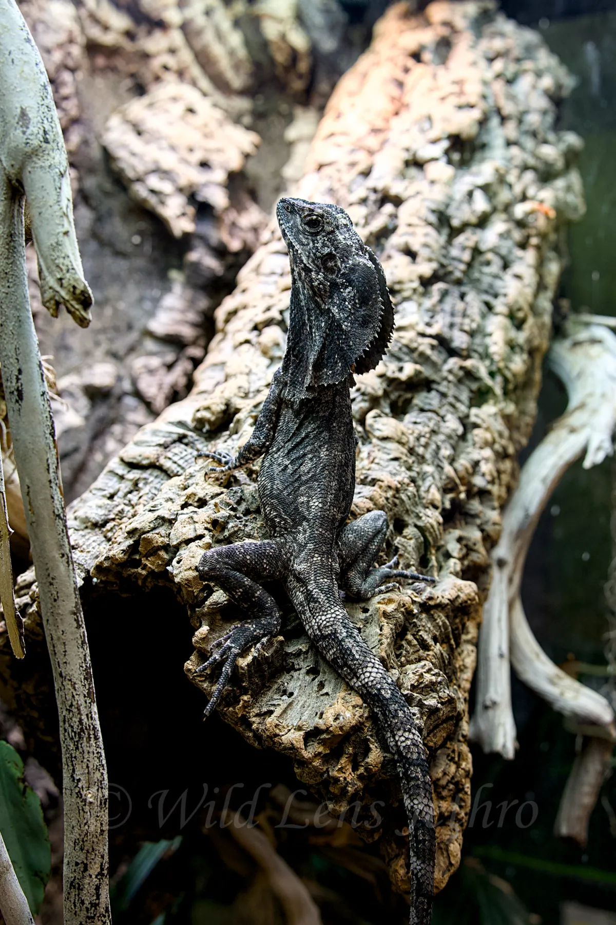 Black Frilled Dragon Full Body
