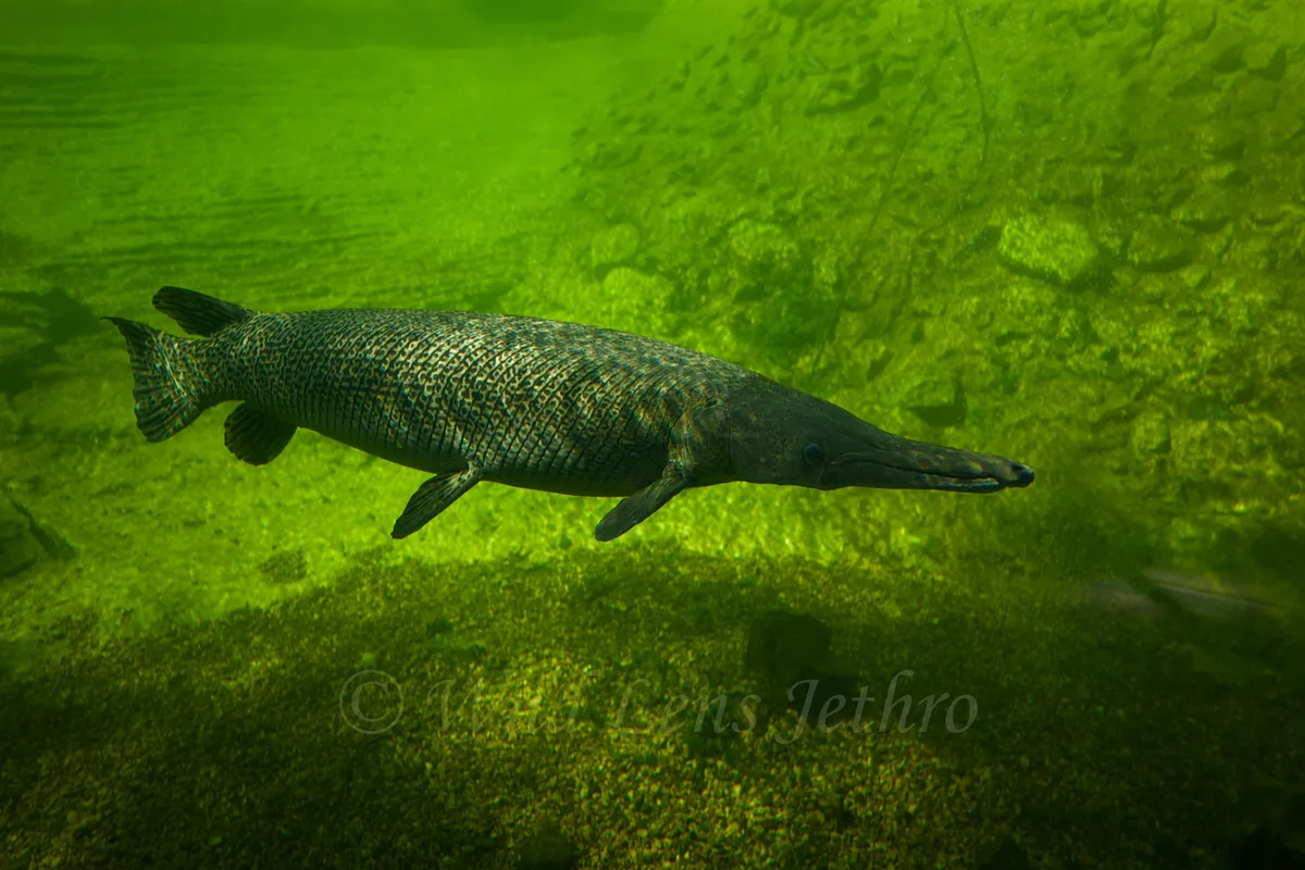 Large Alligator Gar Swimming Right