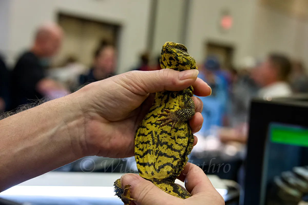 Male Yellow Uromastyx Underbelly