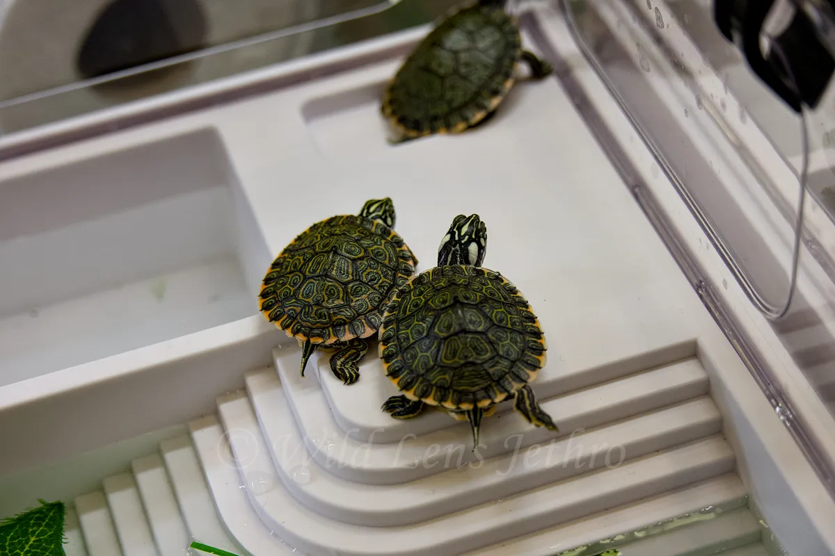 Adorable Nicaraguan Slider Turtles