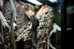Black Frilled Dragon Medium Distance