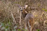 Cute Deer In Brush Looking Around