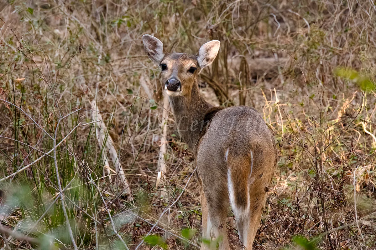 Cute Deer In Brush Looking Around