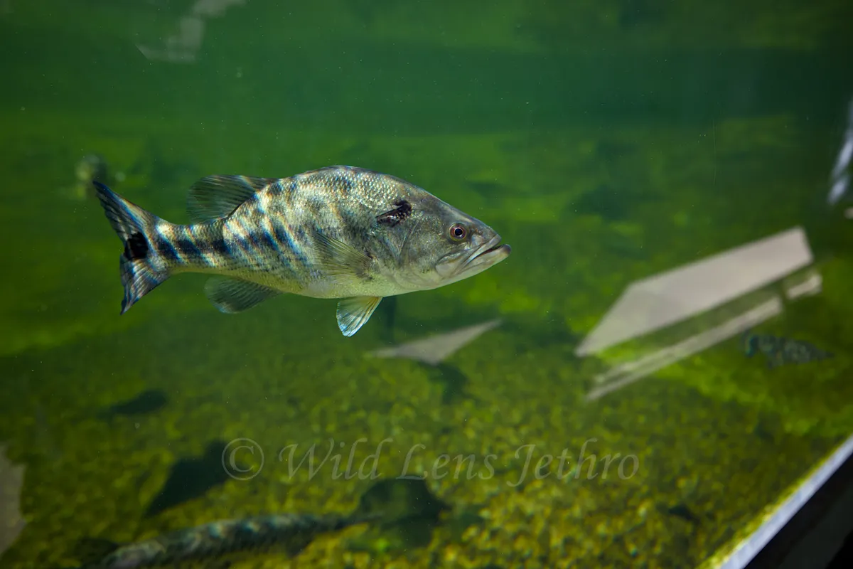 Largemouth Bass Small