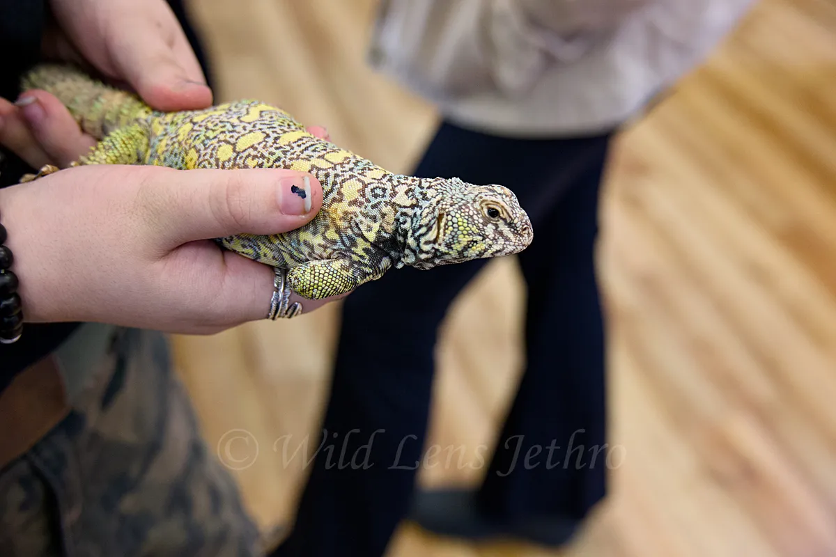 Ornate Uromastyx