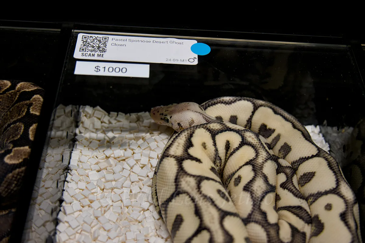 A Spooky Desert Ghost Clown Ball Python