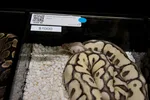 A Spooky Desert Ghost Clown Ball Python