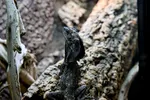 Black Frilled Dragon Portrait