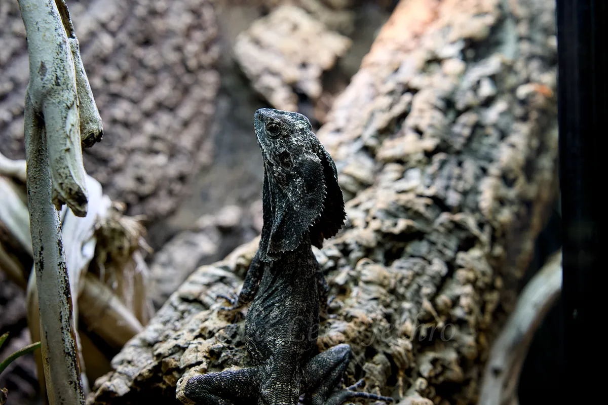 Black Frilled Dragon Portrait