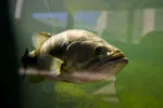 Largemouth Bass Green