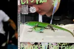 Two Emerald Tree Skinks
