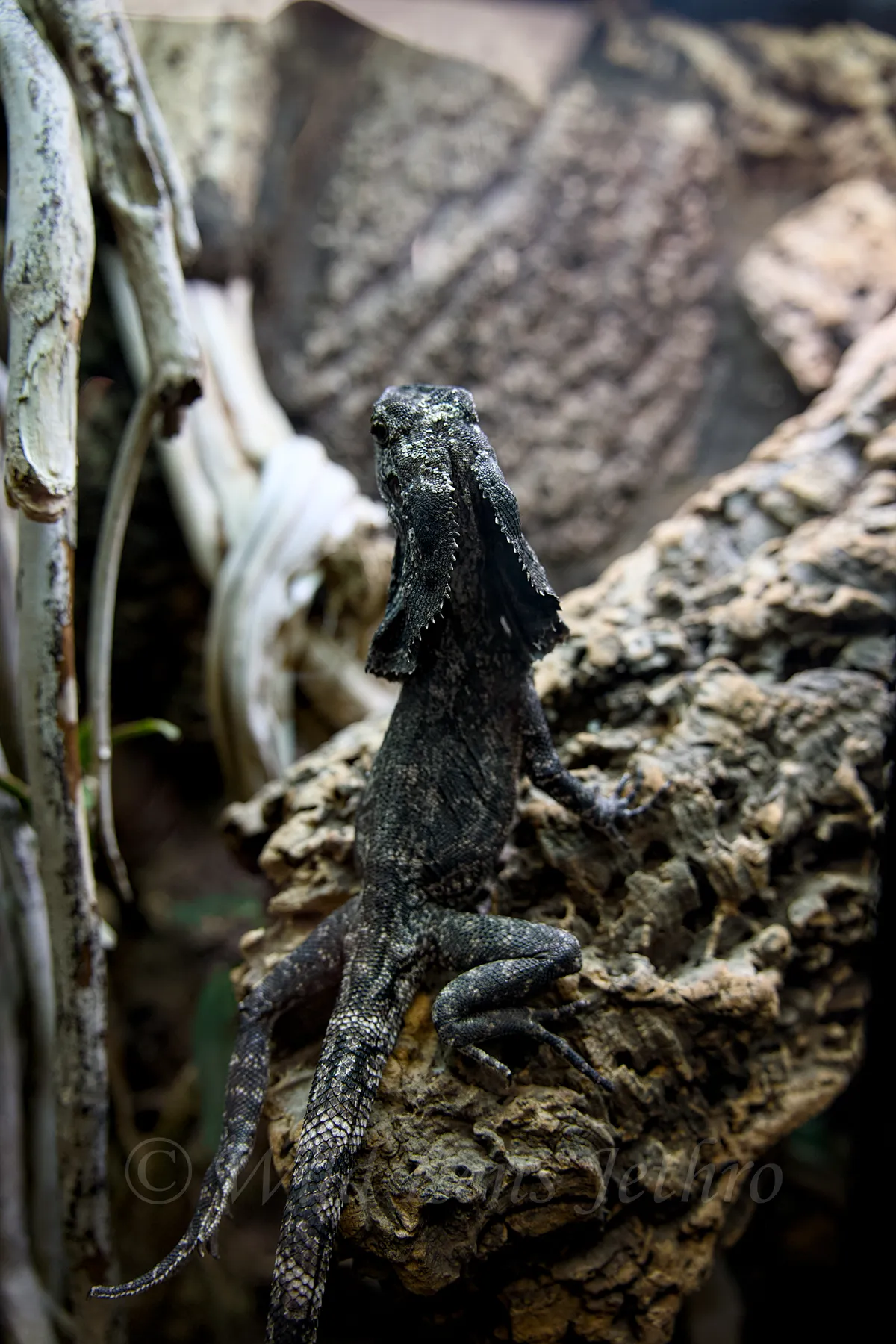Black Frilled Dragon Back Angle