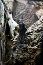 Black Frilled Dragon Back Angle