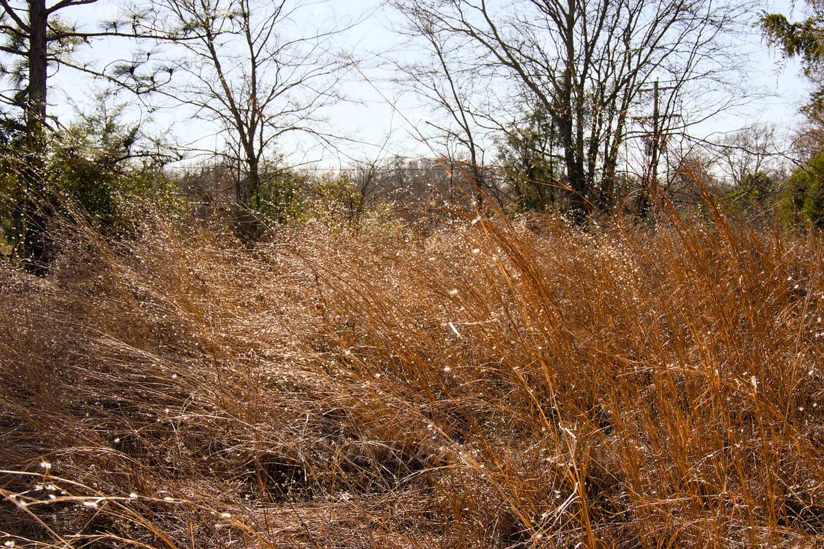 Whimsical Grass On Trail