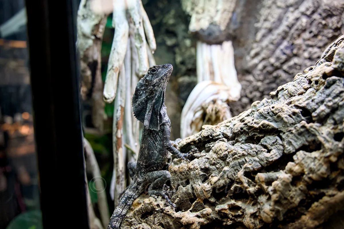 Black Frilled Dragon Right Side