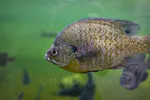 Blue Gill