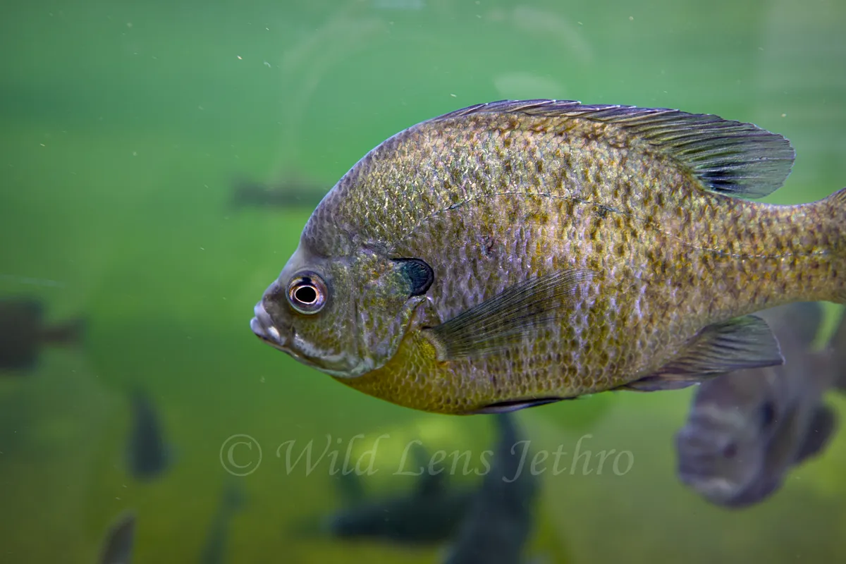 Blue Gill