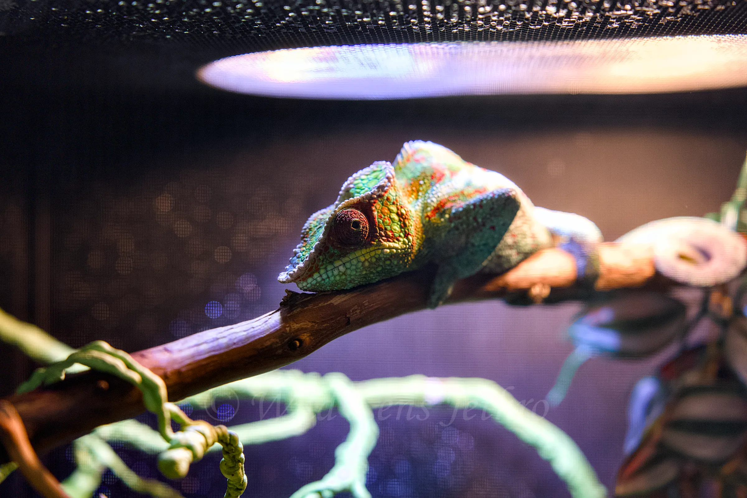 A beautiful Panther Chameleon photographed by Paul Jethro.